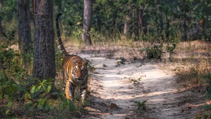 Sanjay dubri Tiger Reserve sidhi